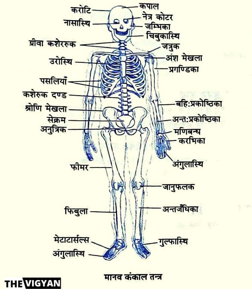 essay on skeleton in hindi